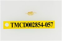 藏品(細足澤蟹)的圖片